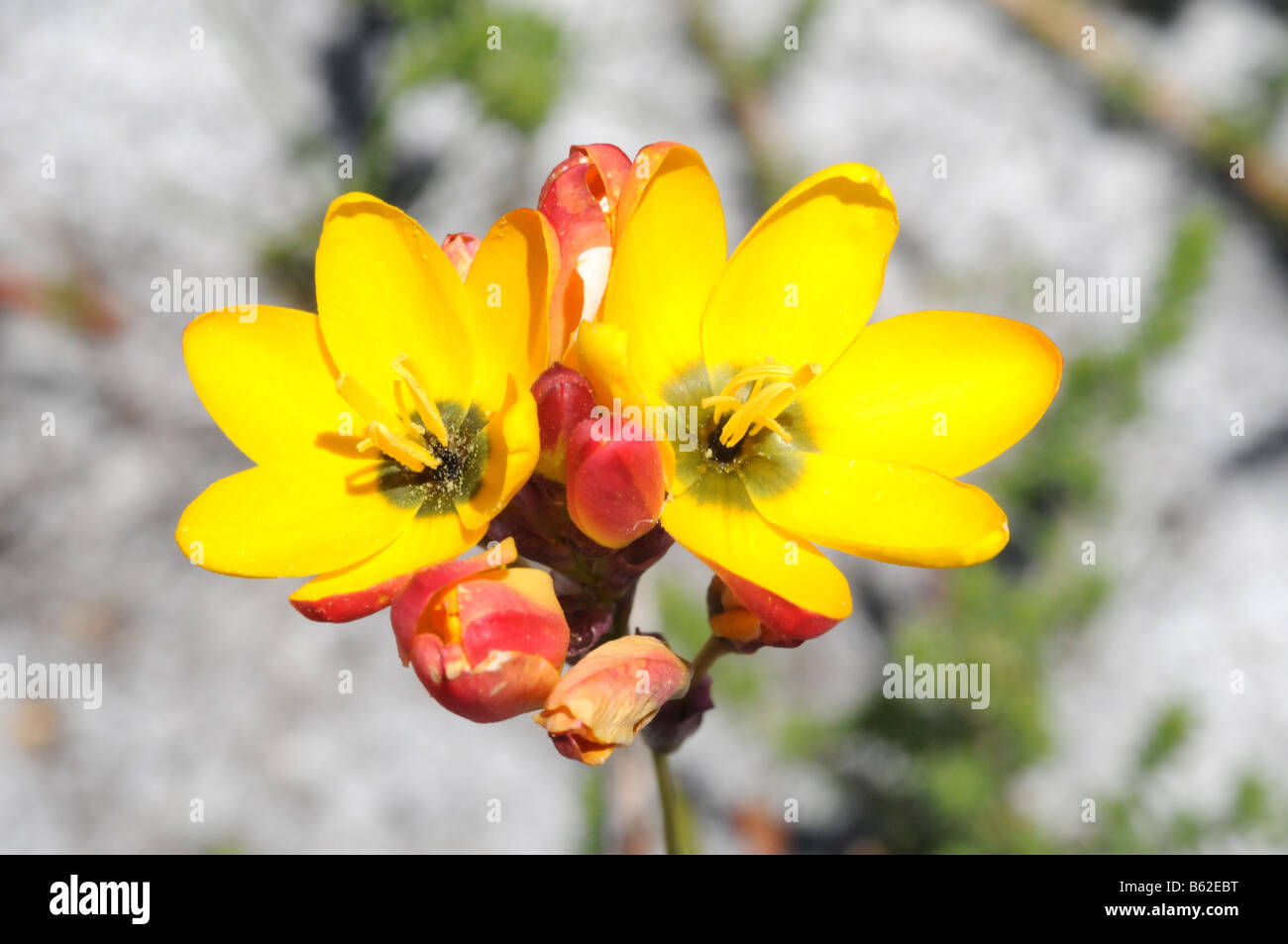 Ixia dubia flowering on Table Mountain Stock Photo