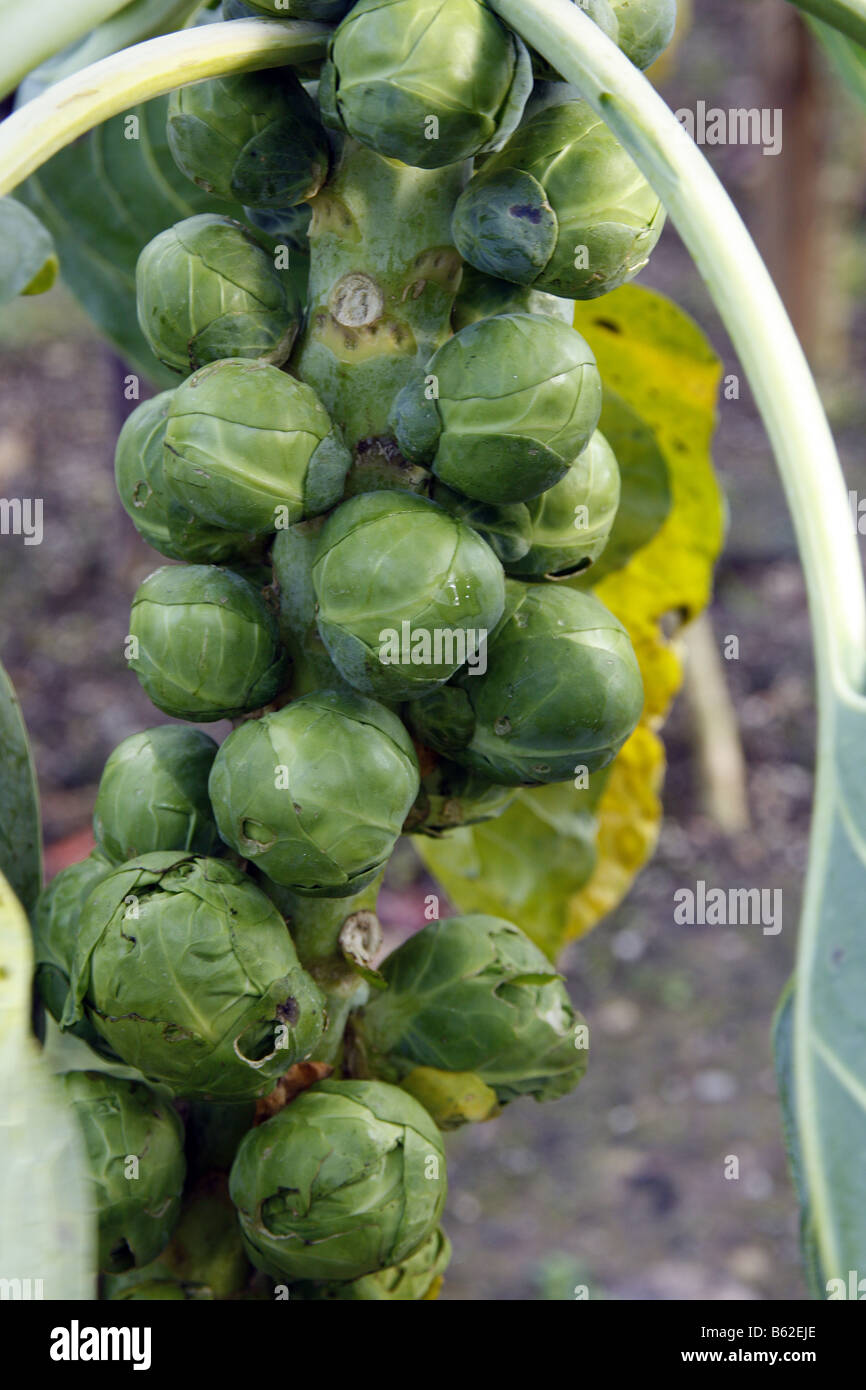 BRUSSELS SPROUT BRIGITTE Stock Photo