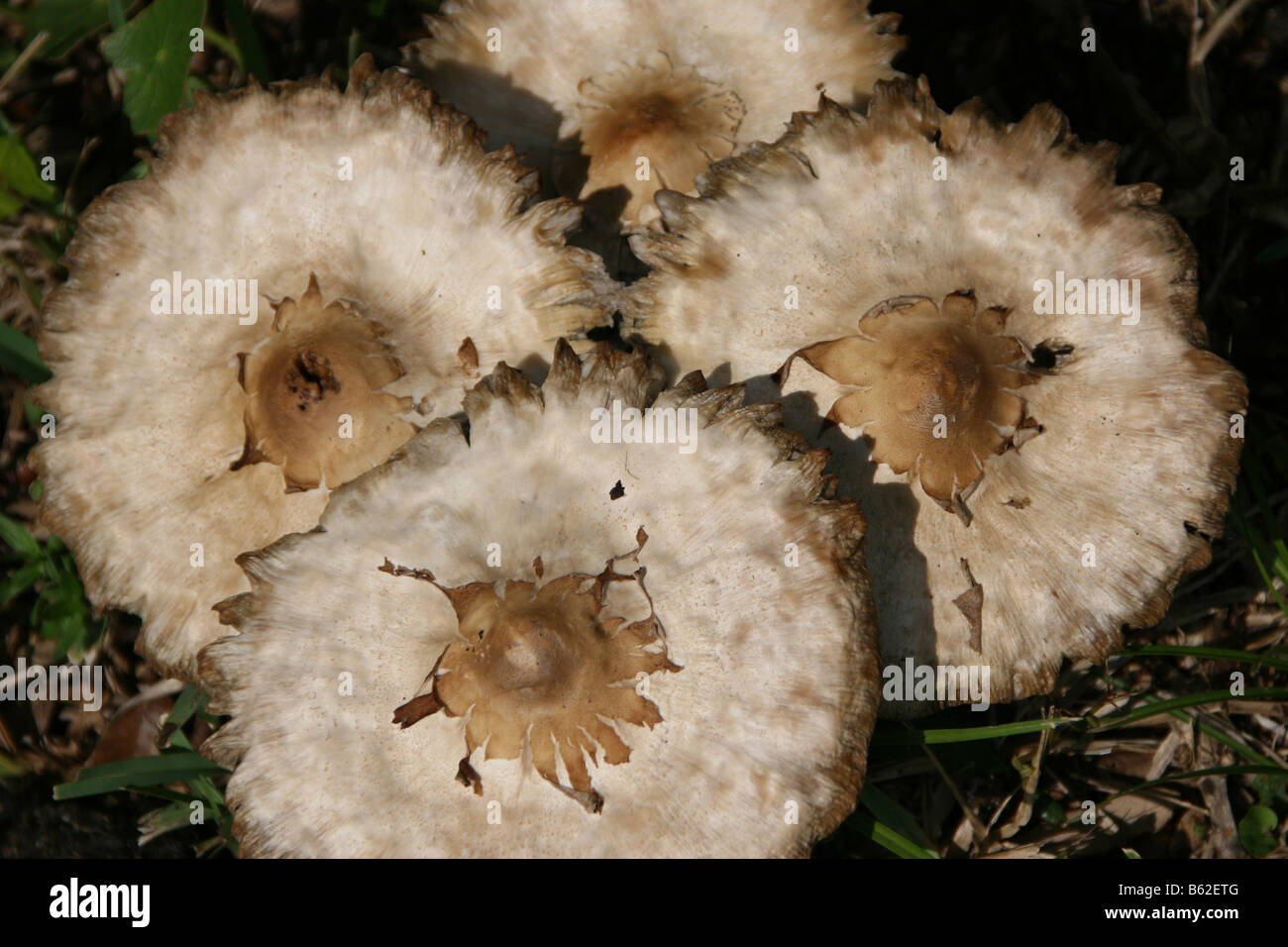 cluster of 4 circular mushrooms growing wild Stock Photo