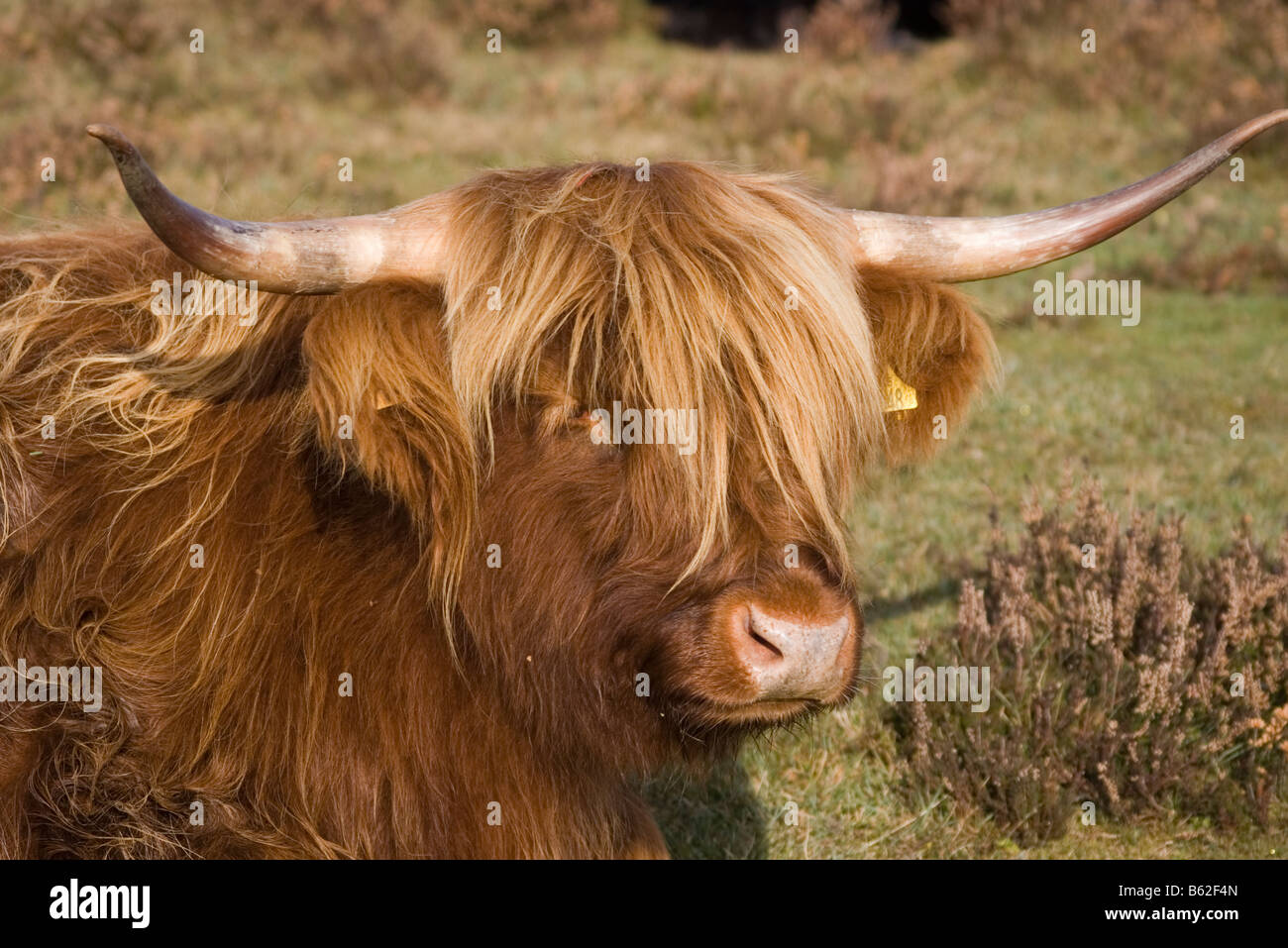 Long Haired Highland Cattle Cow Stock Photo 20954101 Alamy