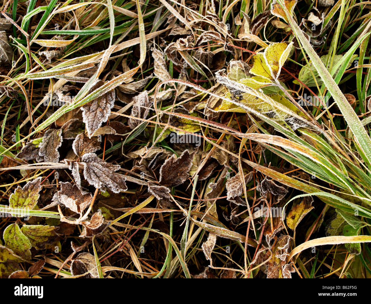 Nature concept plants close up hi-res stock photography and images - Alamy