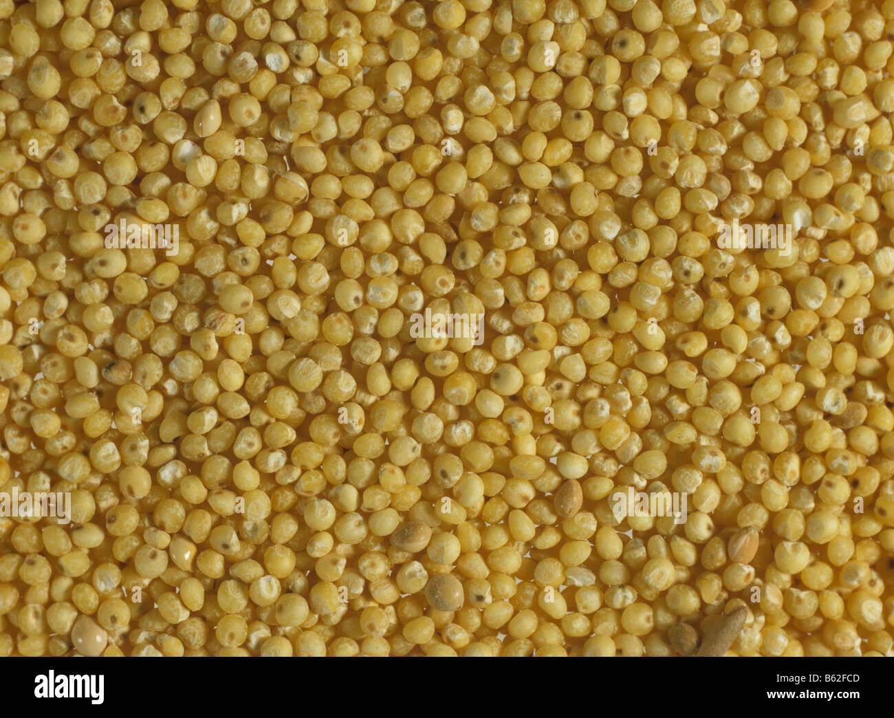 Finger millet seed Eleusine coracana from a health shop Stock Photo