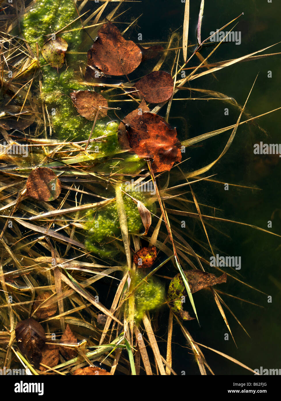 close up of wild plants creating an abstract pattern Stock Photo