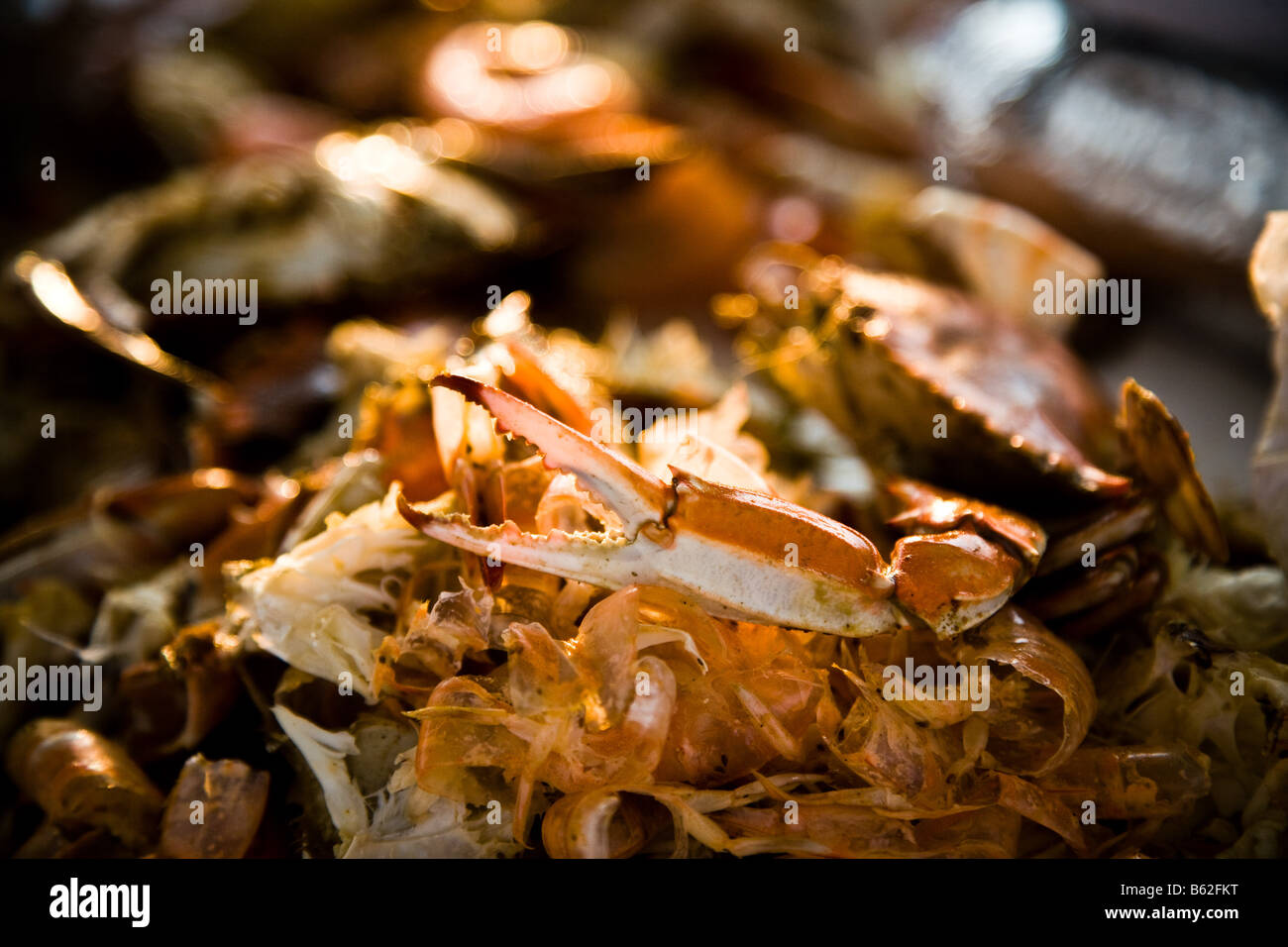 Steamed crabs covered in spices at a crab bake, in the Northern Neck