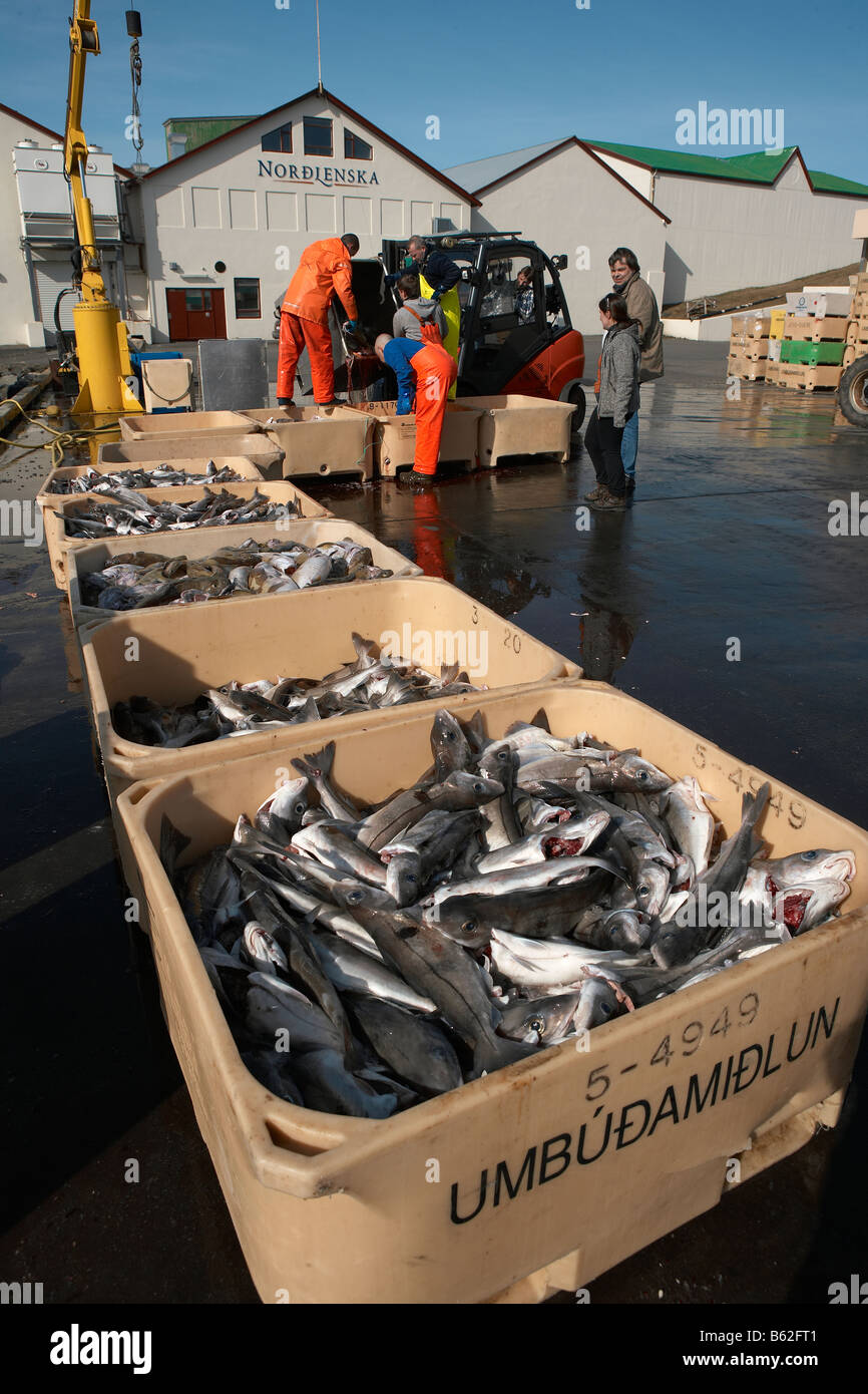 Fresh Haddock fish at harbor, Hornafjordur fjord, Iceland Stock Photo