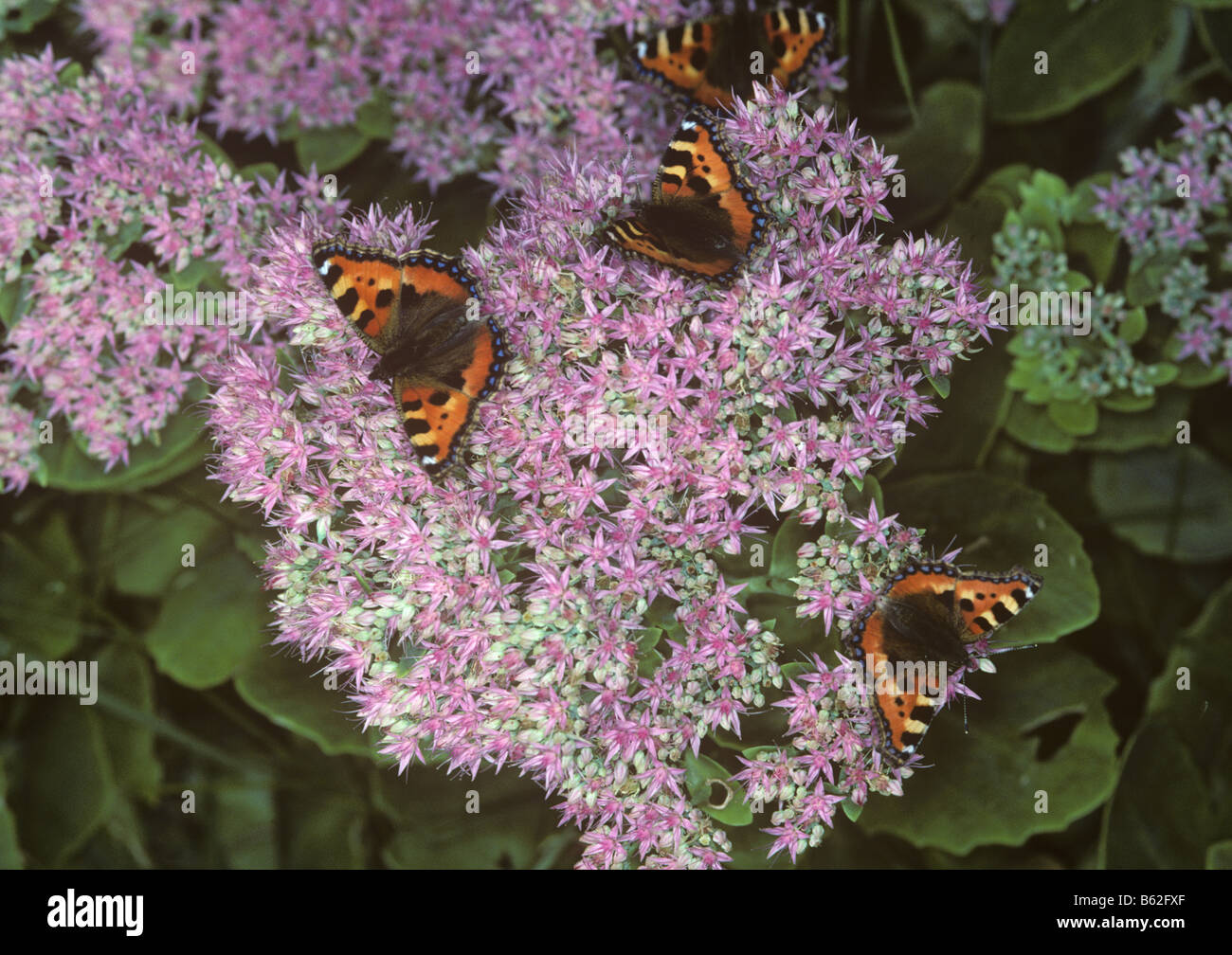 Small tortoiseshell butterfly Aglais urticae butterflies on Hylotelephium spectabile Stock Photo