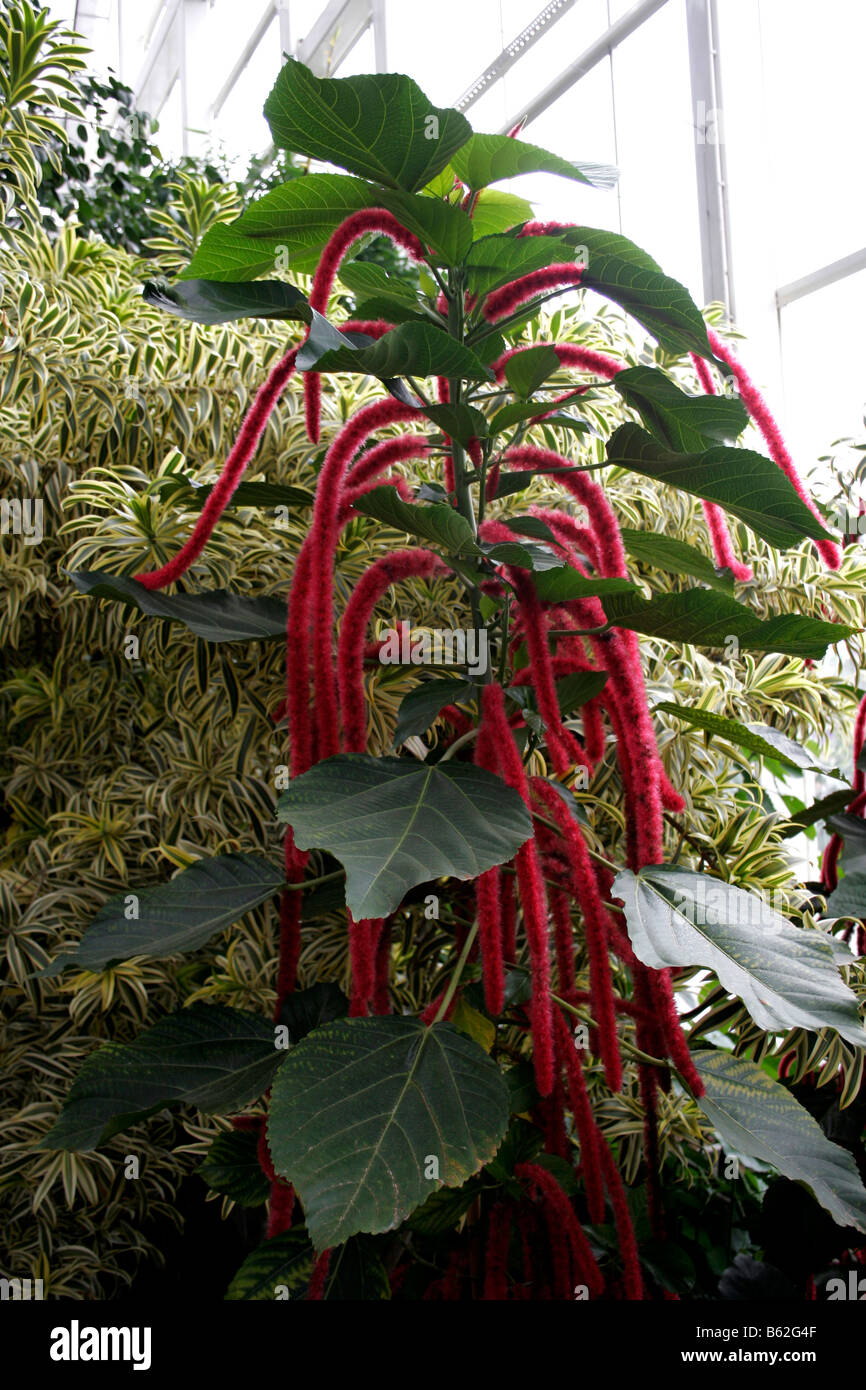 ACALYPHA HISPIDA. RED HOT CAT'S TAIL. Stock Photo