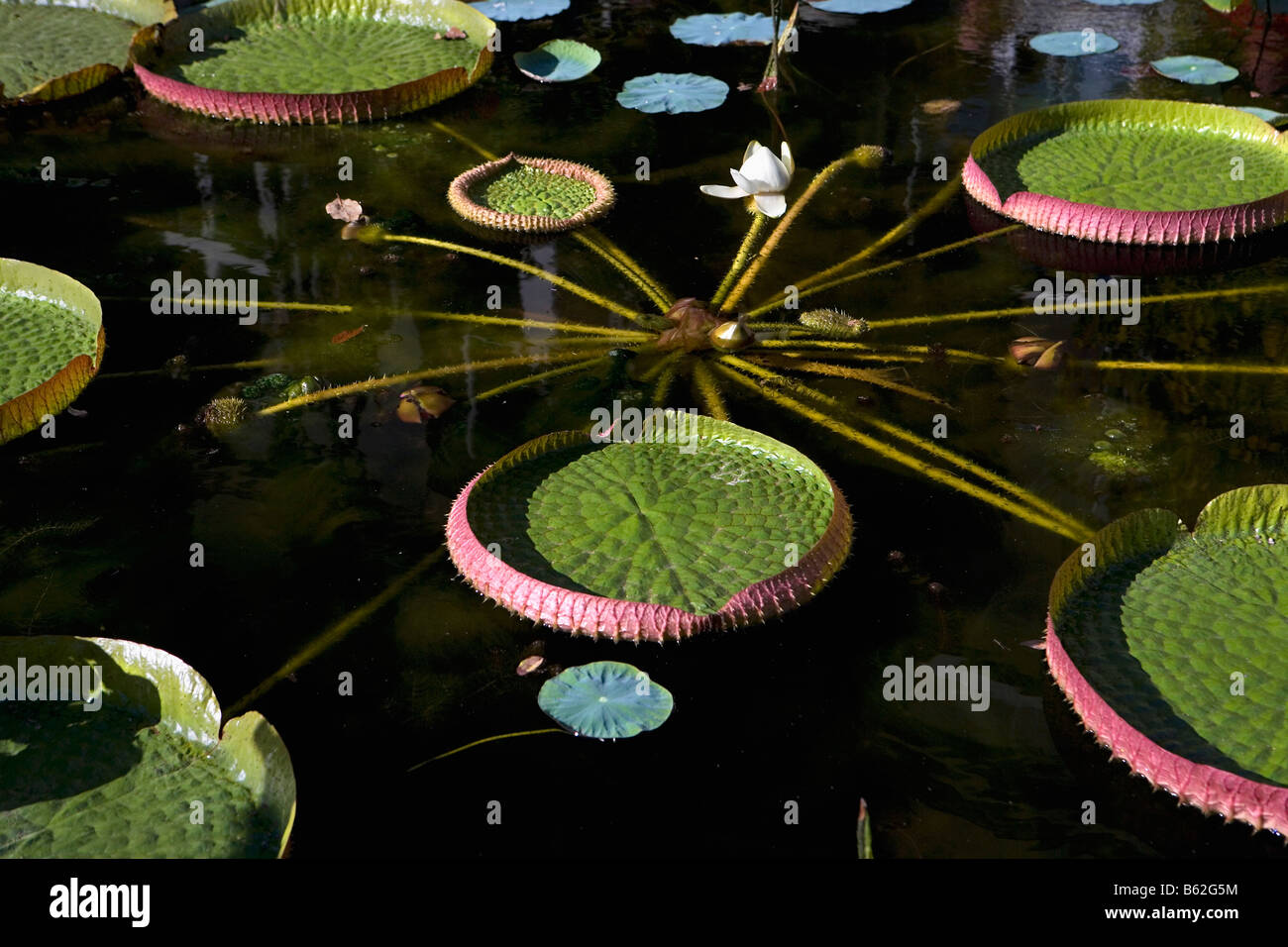 Holland Noord Holland Amsterdam Big waterplant called Victoria Regia in Hortus Betanicus Stock Photo