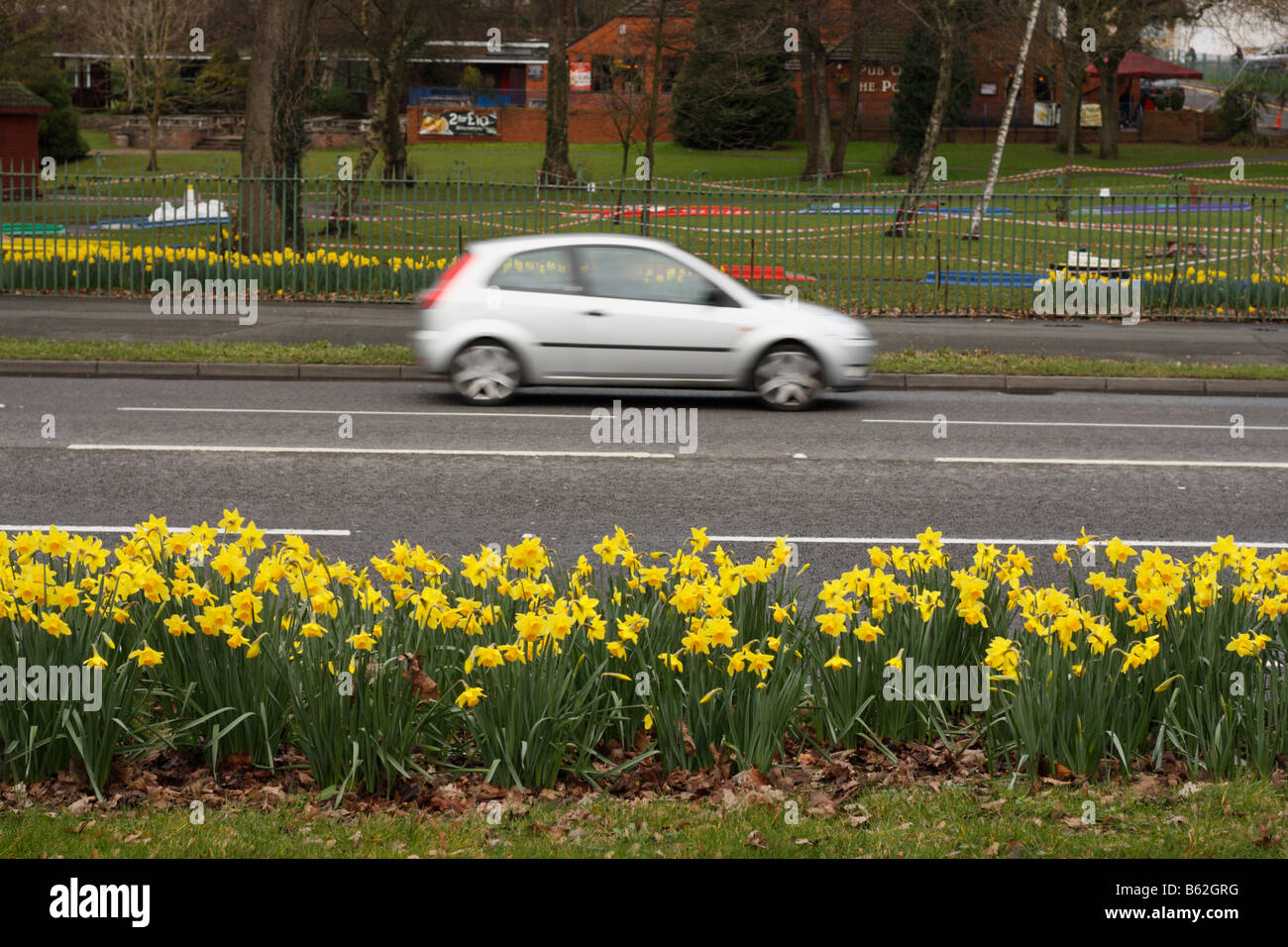 Spring Daffodils Providing a colourful display on roadside verges of Oystermouth Road, Swansea, Wales, U.K. Stock Photo