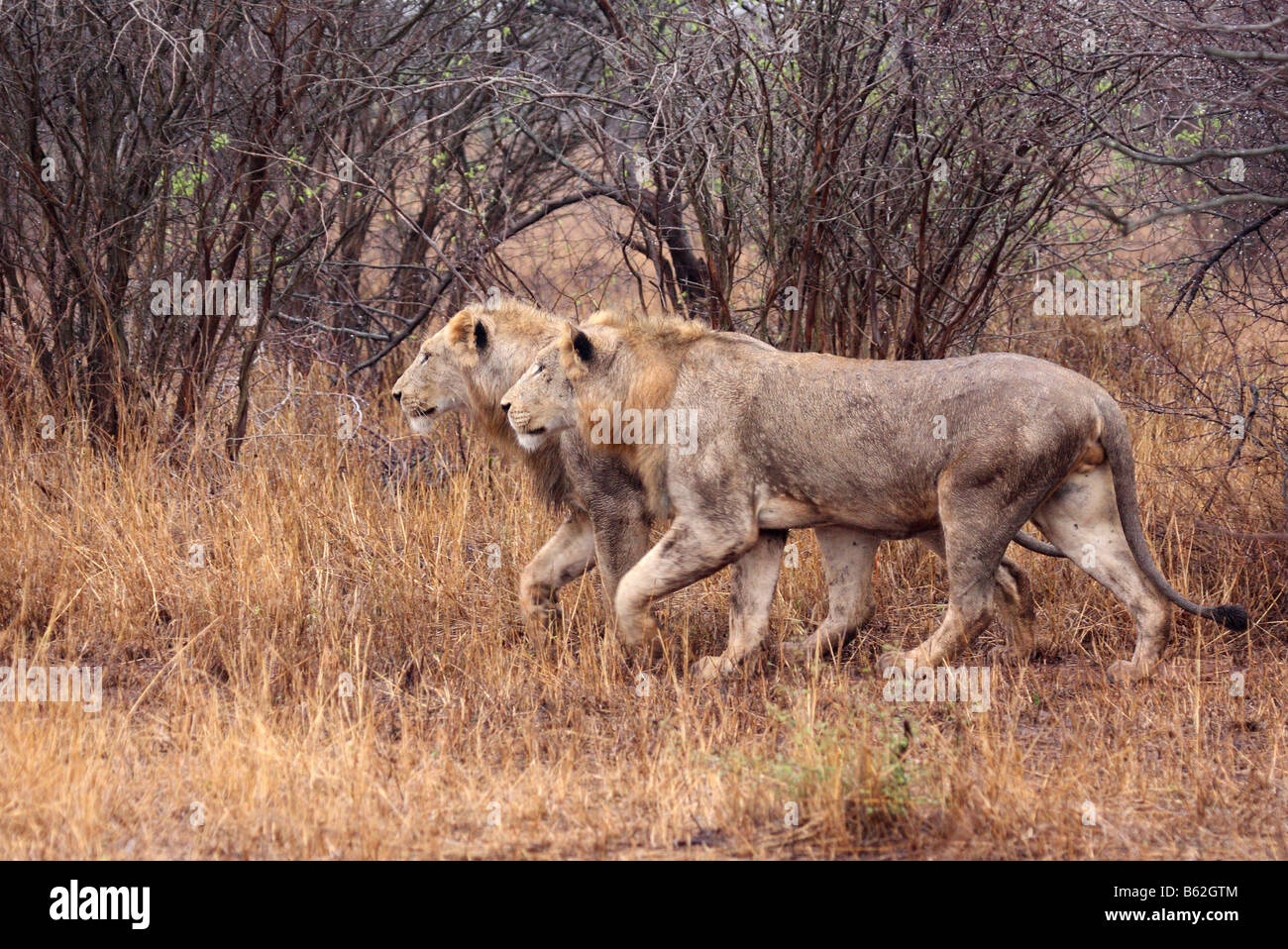 two young male lions stalking Stock Photo