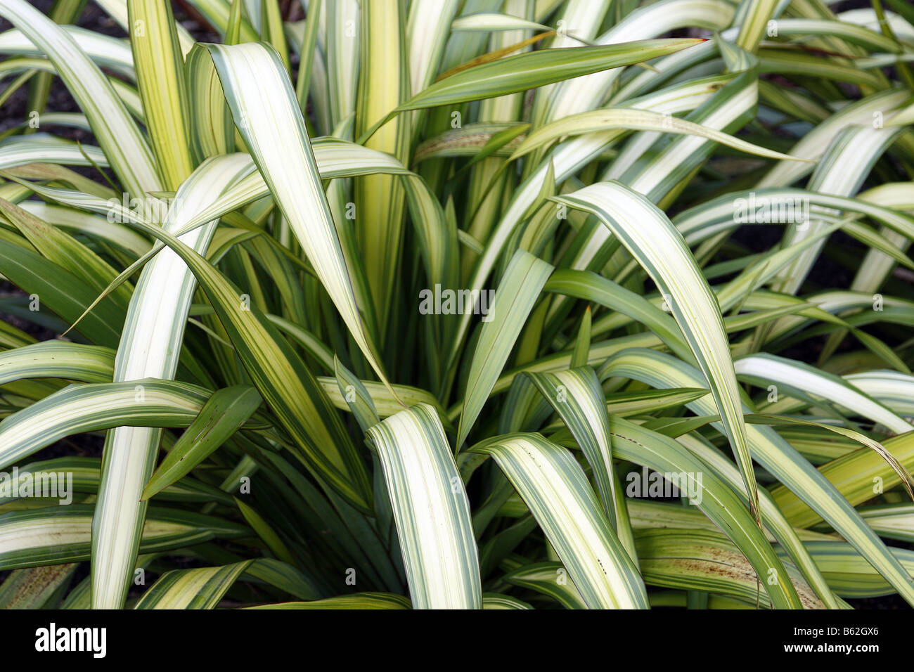 PHORMIUM YELLOW WAVE AGM Stock Photo