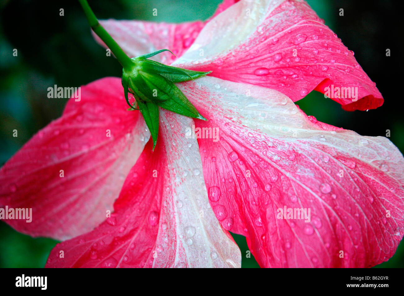 Back or tropical flower with raindrops Stock Photo