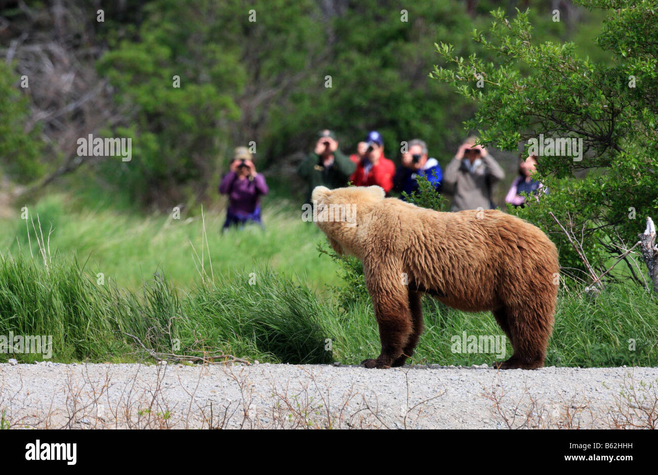 An Alaskan Brown or Grizzly Bear (Ursus arctos) walks along a path at the Brooks Lodge in Katmai National Park, Alaska. Stock Photo