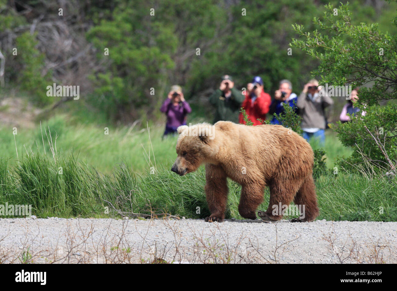 An Alaskan Brown or Grizzly Bear (Ursus arctos) walks along a path at the Brooks Lodge in Katmai National Park, Alaska. Stock Photo