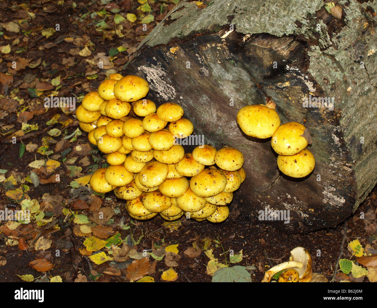Yellow fungi florishing on decaying wood. OLYMPUS DIGITAL CAMERA Stock Photo