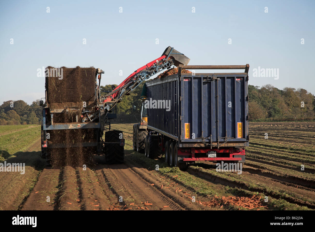 Tractor and trailer harvesting carrots Shottisham Suffolk England Stock