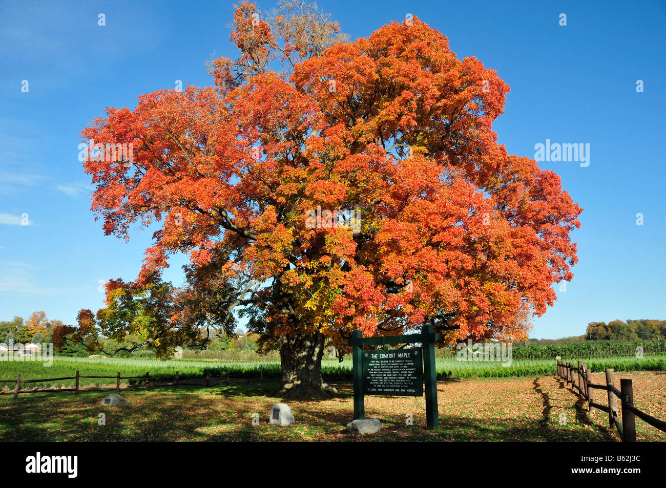 Comfort Sugar Maple Tree Oldest Canada 500 years Pelham Ontario Niagara Region Stock Photo