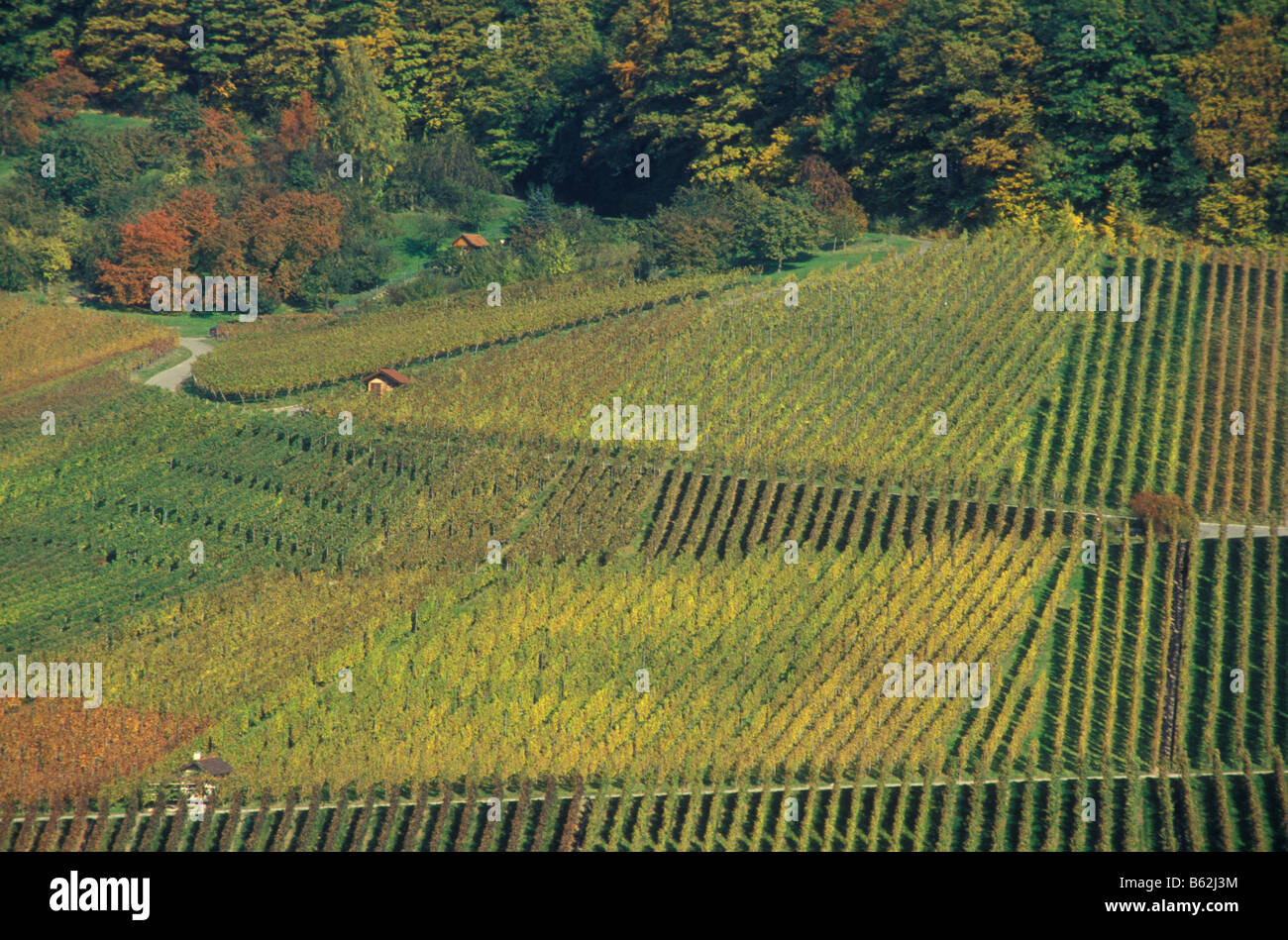 Vineyards in Autumn near Struempfelbach in Remstal Valley Baden Wurttemberg Germany Stock Photo
