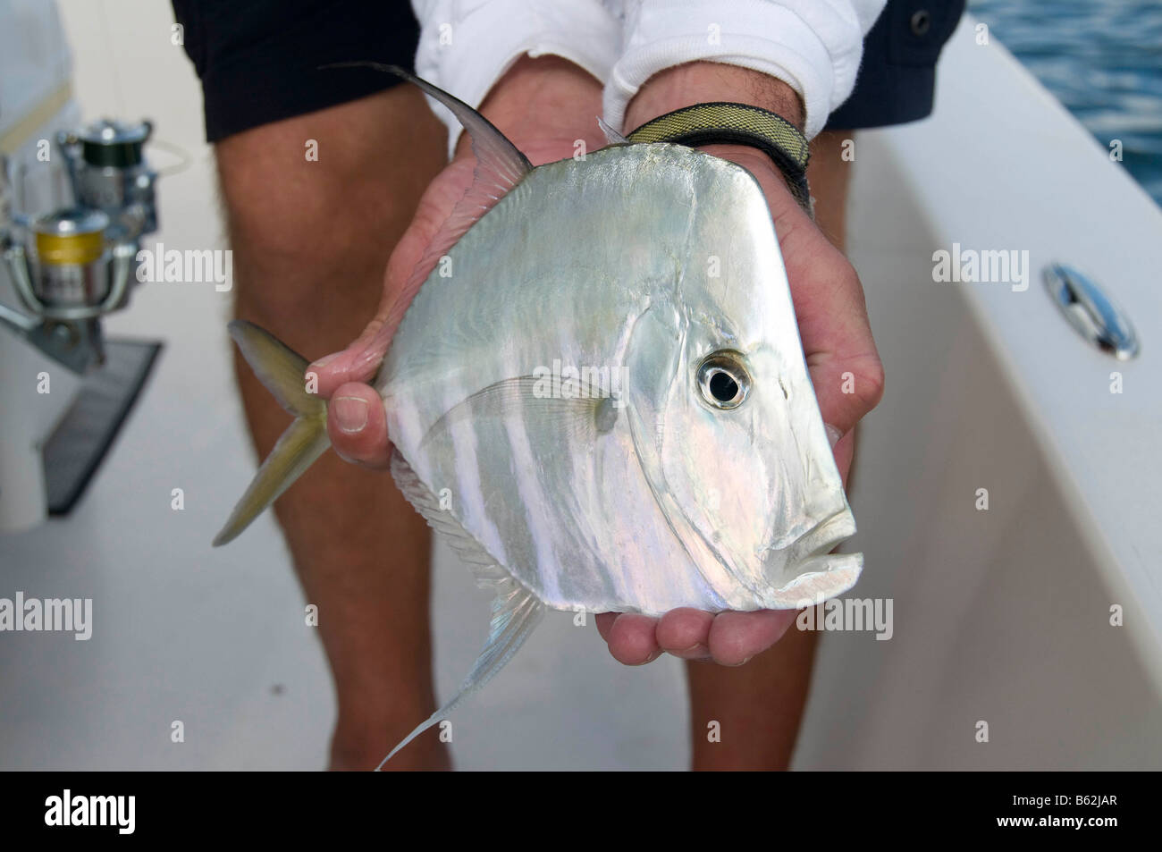Lookdown Fish Stock Photos & Lookdown Fish Stock Images - Alamy