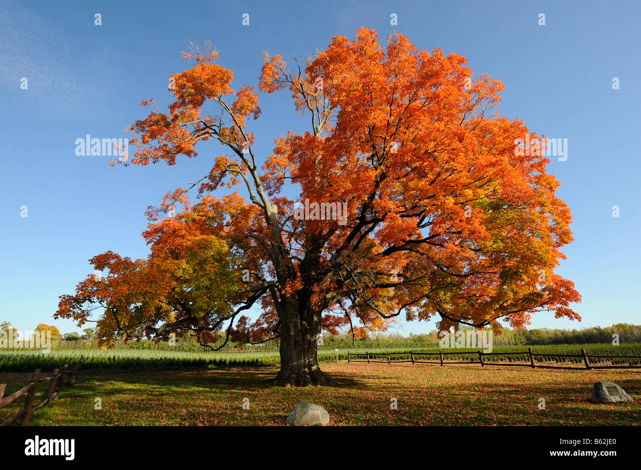Comfort Sugar Maple Tree Oldest in Canada 500 years old Pelham Ontario Niagara Region Stock Photo