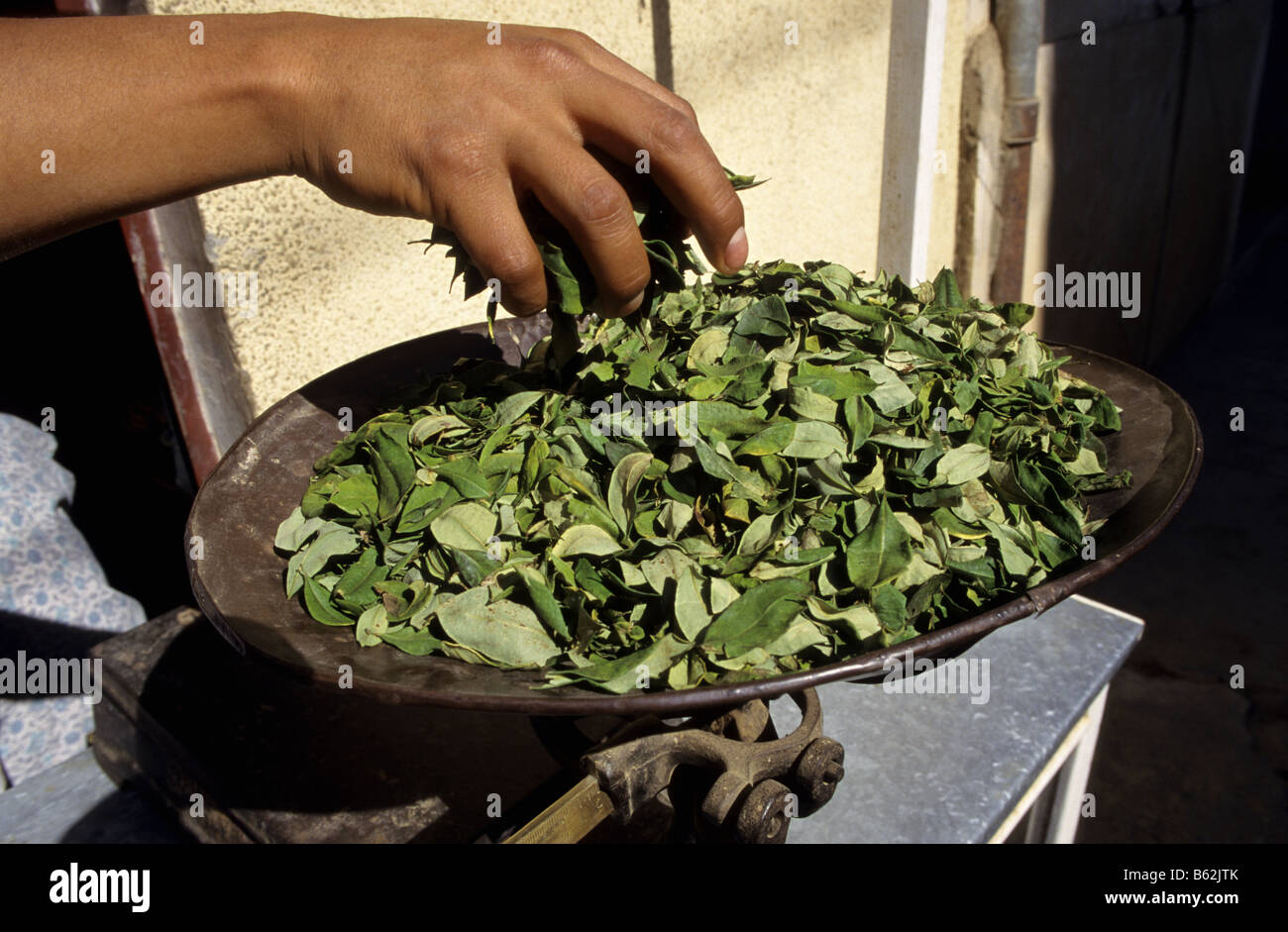 Weighed of coca leaves for traditional use in a shop of Coroico village
