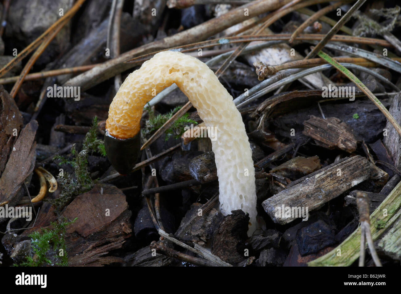 Dog Stinkhorn fungi Stock Photo