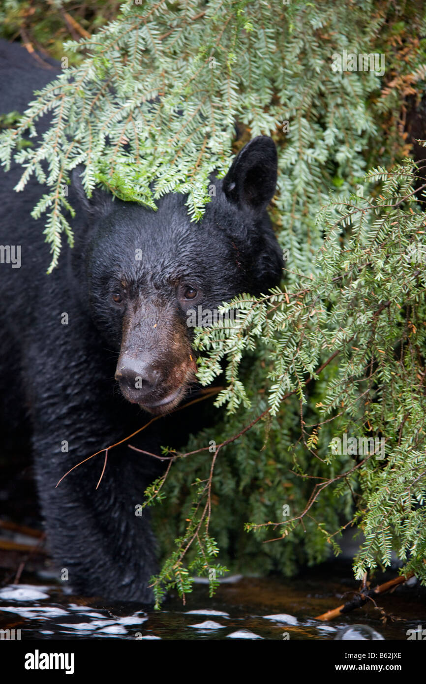 USA Alaska Kake Black Bear Ursus americanus fishing for Chum Salmon