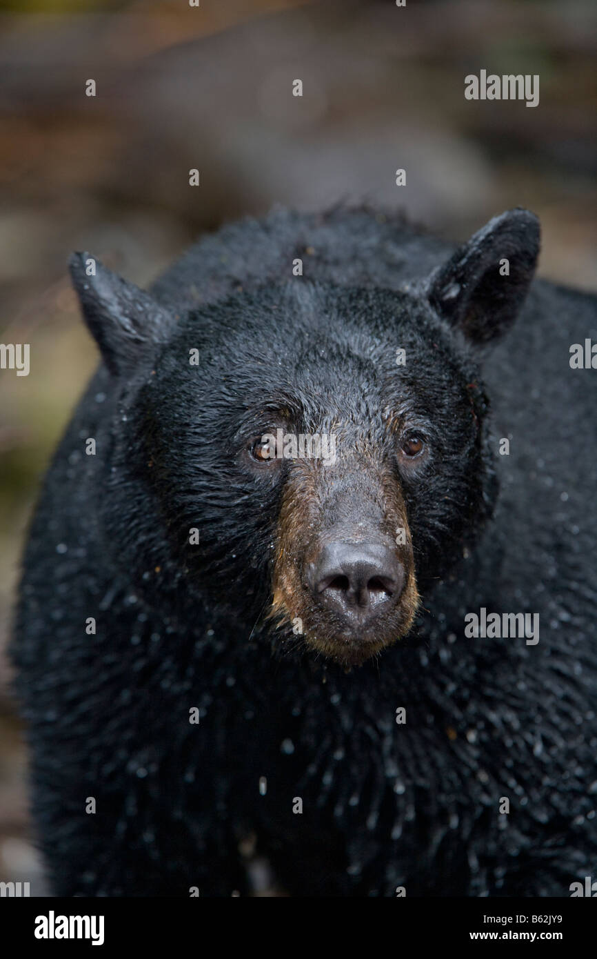 USA Alaska Kake Black Bear Ursus americanus fishing for Chum Salmon