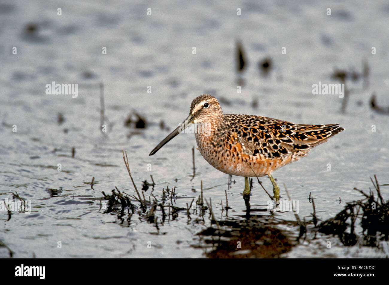Short-billed Dowitcher Limnodromus griseus Crystal Beach TEXAS United States April Adult Scolopacidae Stock Photo