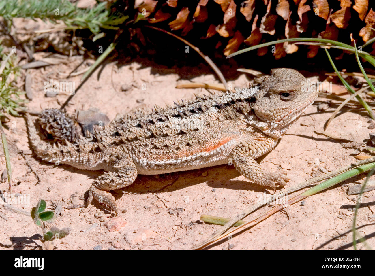 Greater Short-horned Lizard  Phrynosoma hernandesi Stock Photo