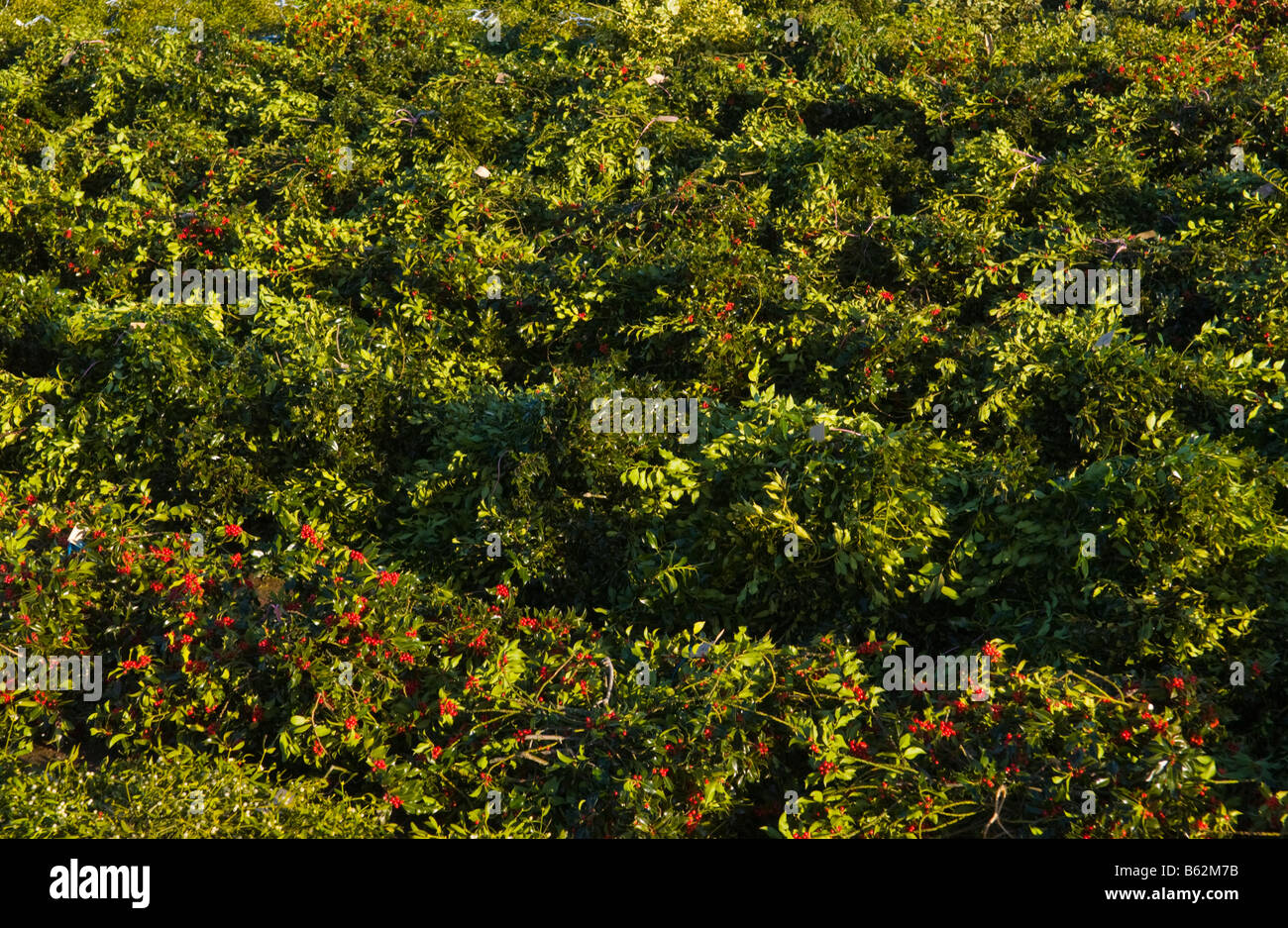 Annual Wholesale Auction Of Cut Holly For Christmas Decorations At