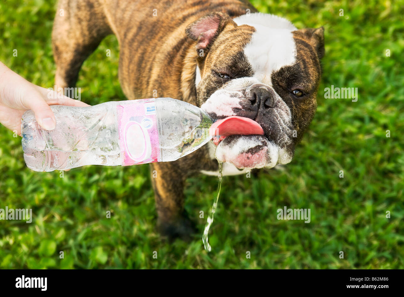 Dog drinking water hires stock photography and images Alamy