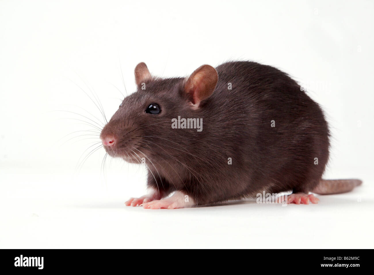 Rats very clever and artful rodents Stock Photo