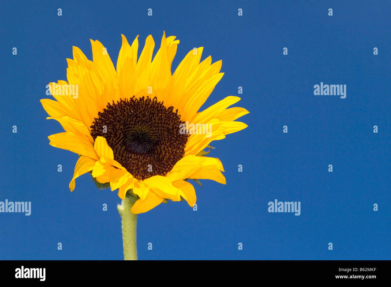 A bright yellow sunflower (helianthus annuus) head against a blue sky background. Stock Photo