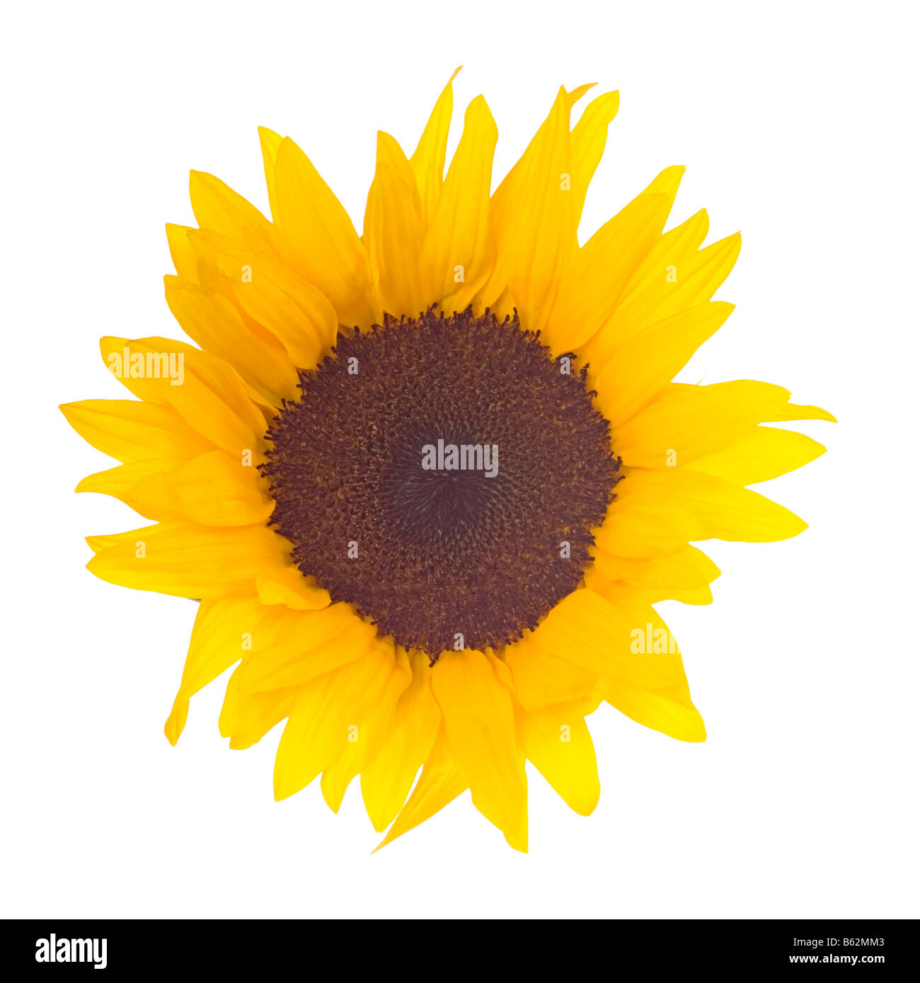 A bright yellow sunflower (helianthus annuus) on a pure white background. Stock Photo