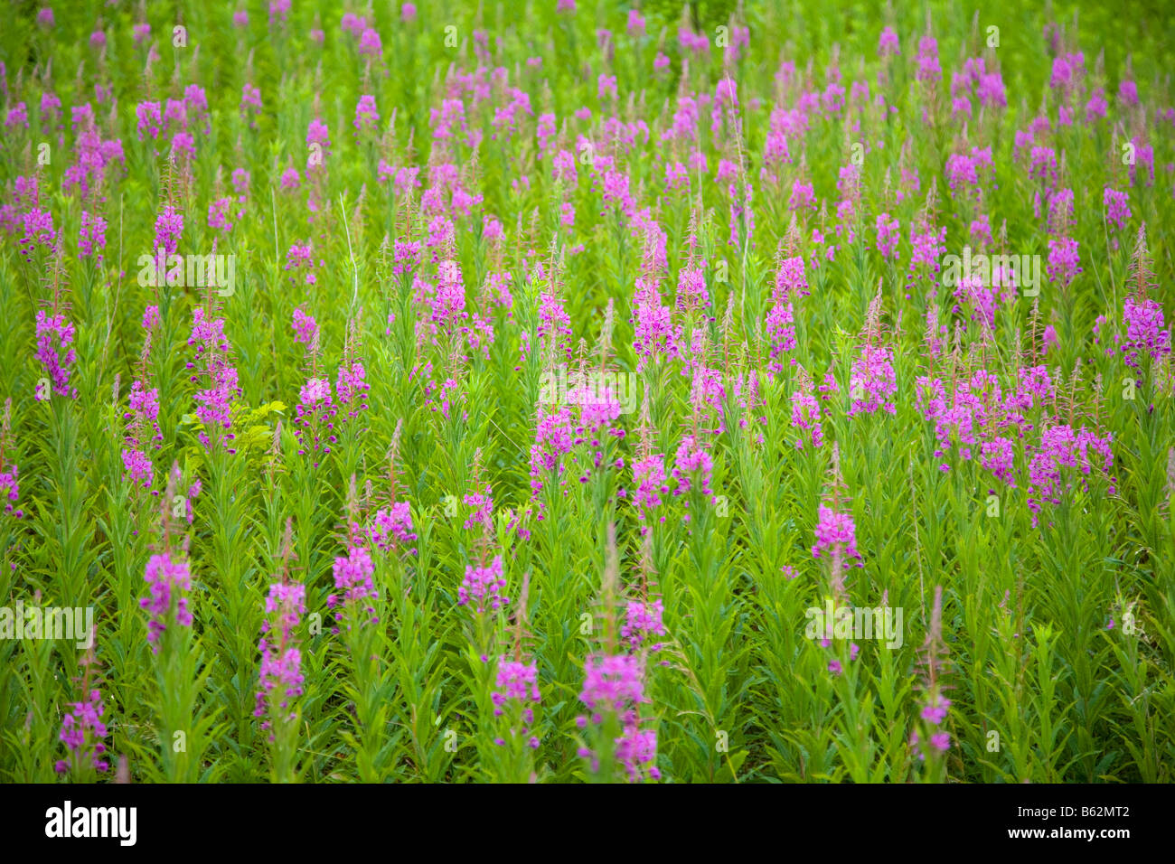 Summer meadow of Rosebay Willowherb, or fireweed, County Down, Northern Ireland, UK. Stock Photo