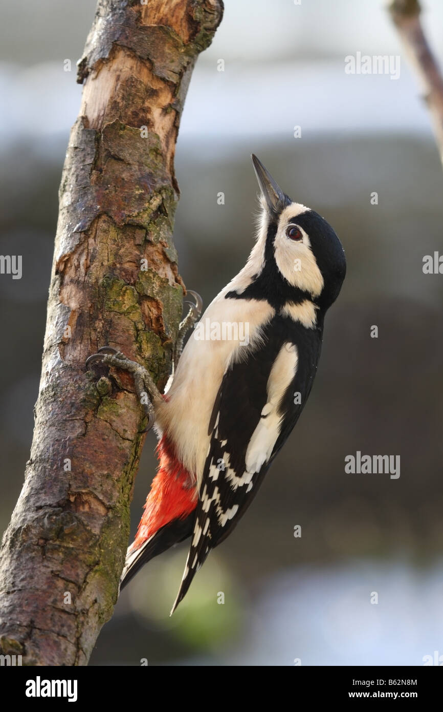Female Great Spotted Woodpecker Dendrocopos major Stock Photo