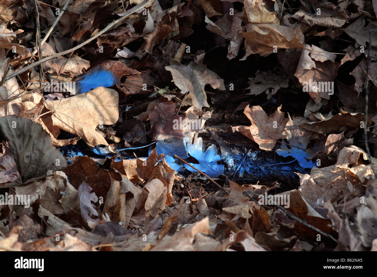 Ground marking paint gives location of underground utilities in wooded