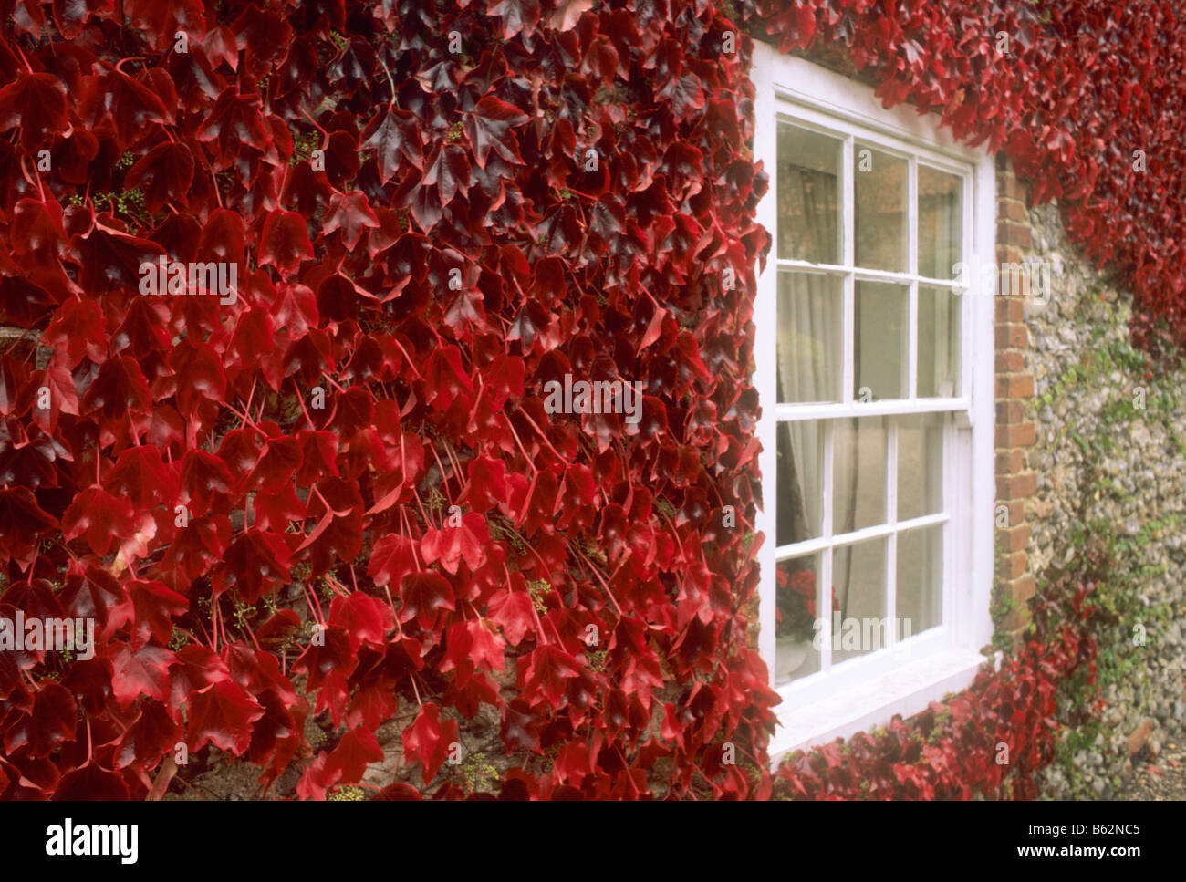 Parthenocissus tricuspidata house window red scarlet leaf leaves Autumn foliage Autumnal growing on wall Virginia Creeper Stock Photo