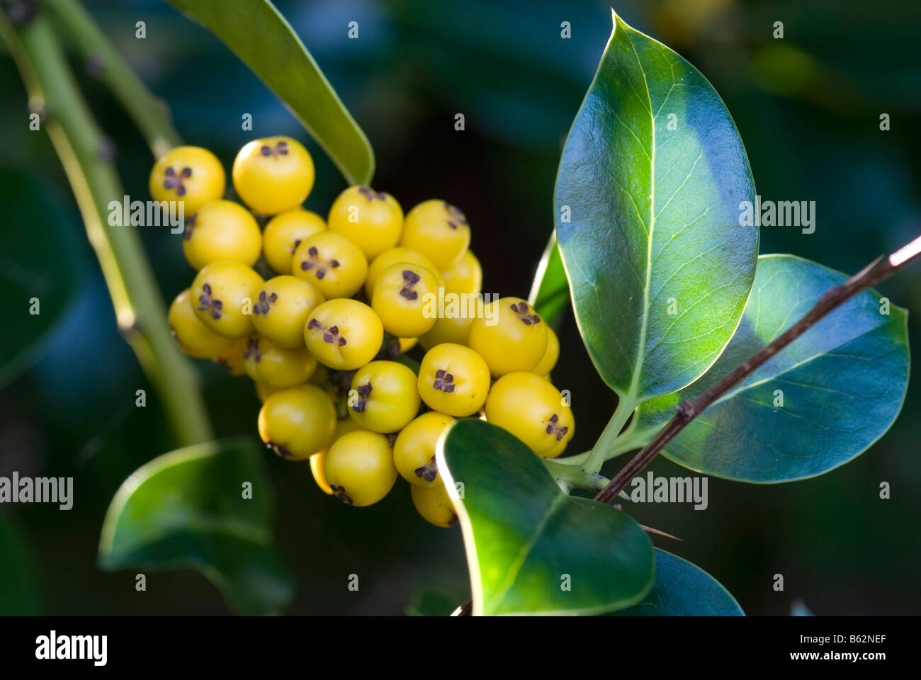 Yellow berried Holly (Ilex aquifolium Fructu Luteo) Stock Photo