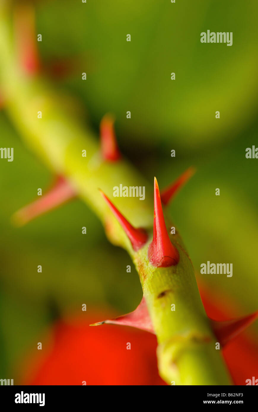 Thorns of the rose hires stock photography and images Alamy
