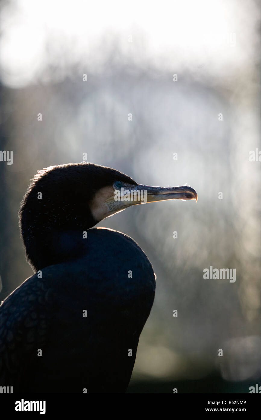 The head of a Cormorant bird Stock Photo Alamy