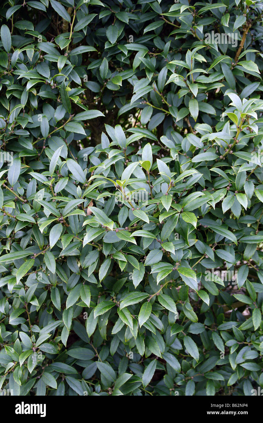 ILEX DIPYRENA Stock Photo