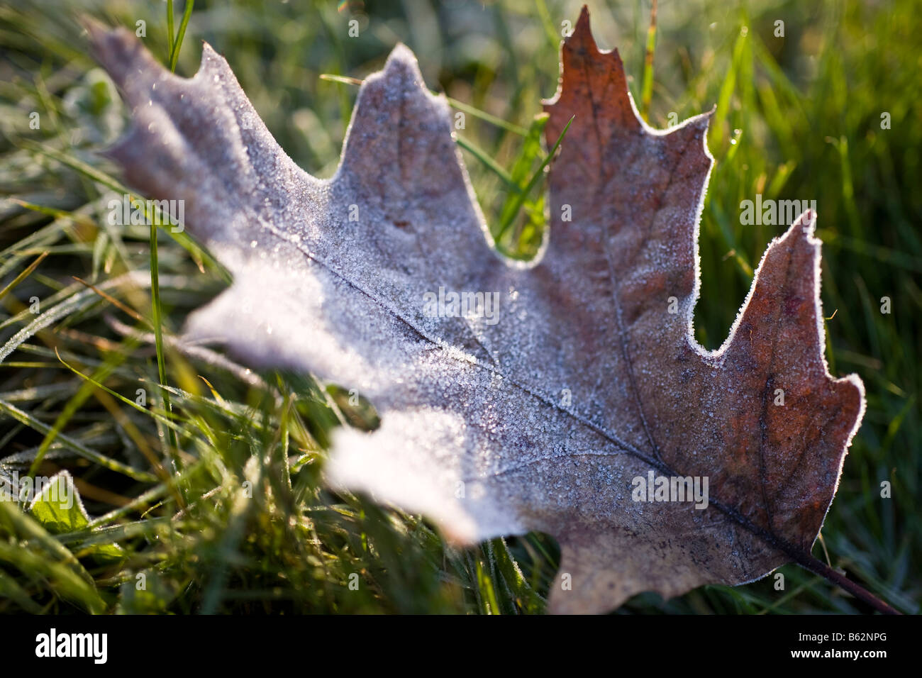 Frosty leaf Stock Photo