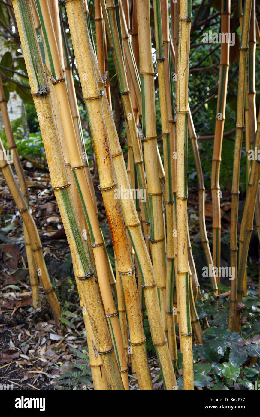 PHYLLOSTACHYS AUREA HOLOCHRYSA Stock Photo Alamy