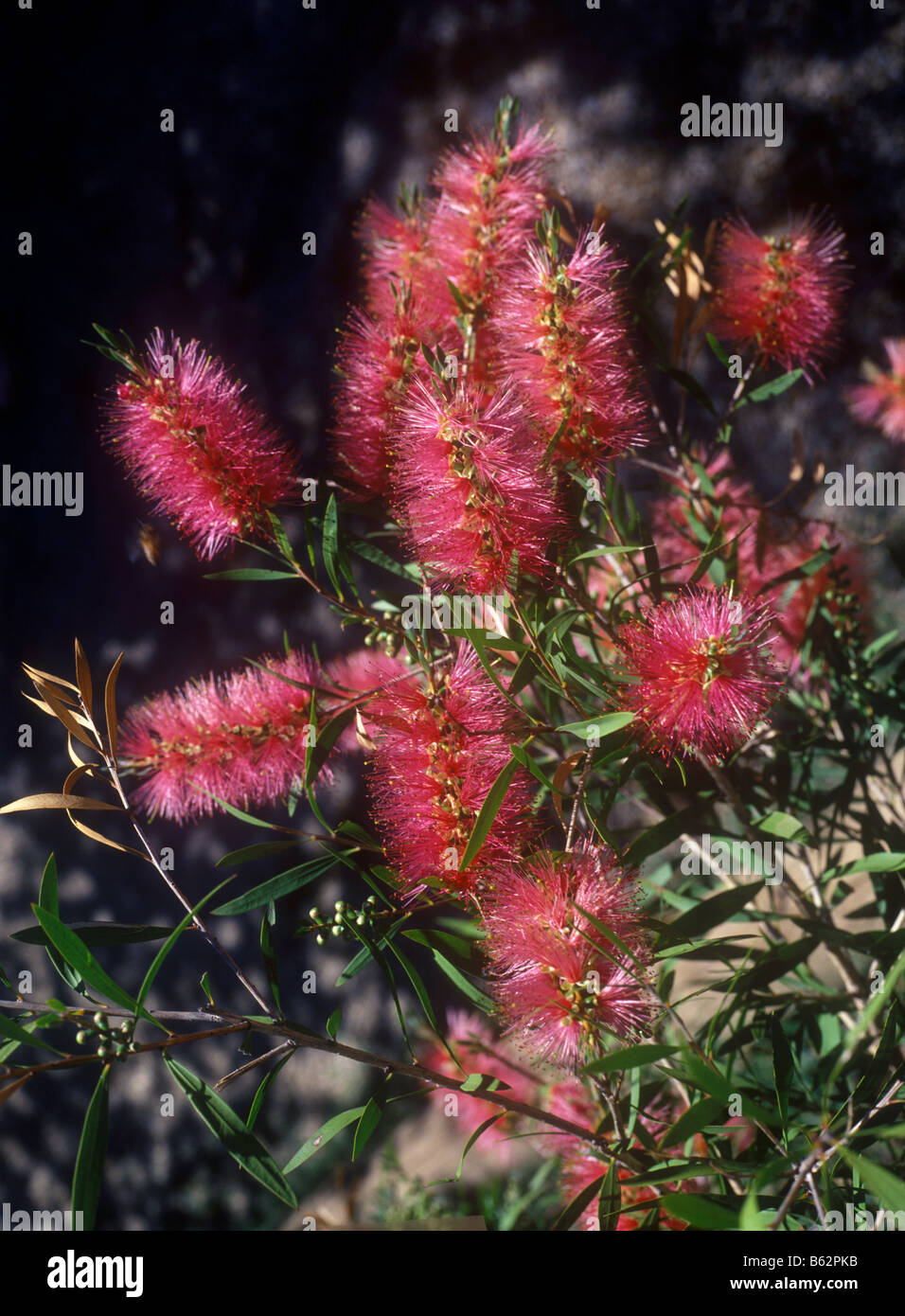 Pink Bottlebrush A flowering shrub unique to Australia Stock Photo Alamy