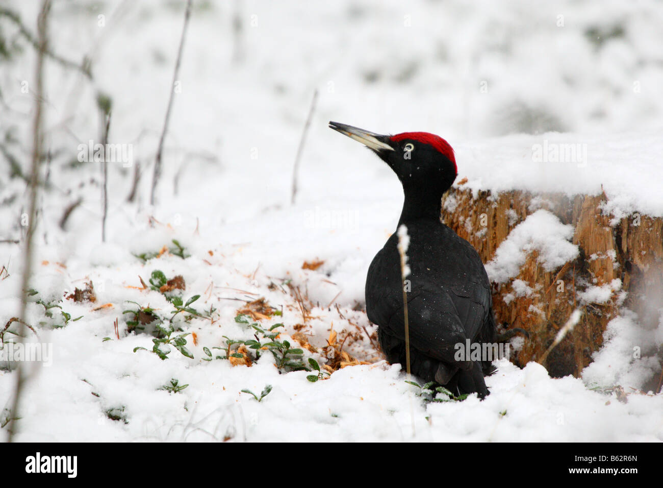 Black Woodpecker (Dryocopus martius) destroying tree stump while searching for insects.  searching for food. Stock Photo