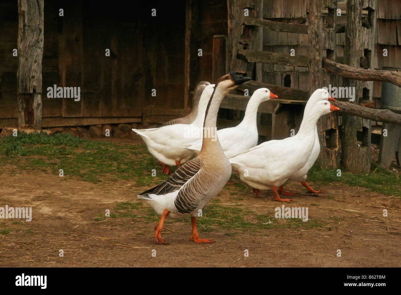 Group of ducks walking Stock Photo Alamy