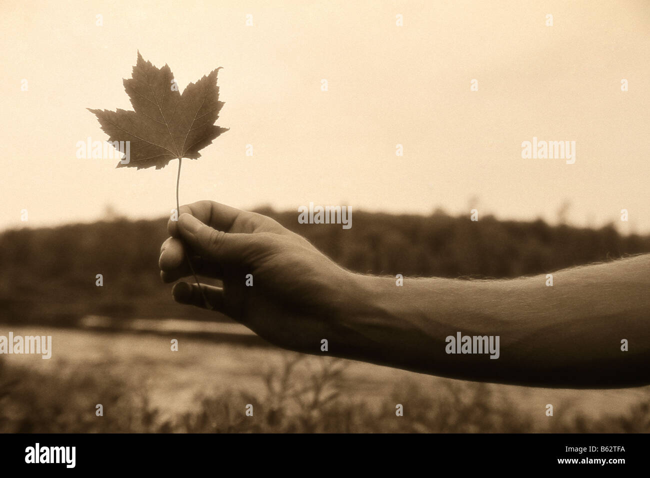 Human hand holding a maple leaf hi-res stock photography and images - Alamy