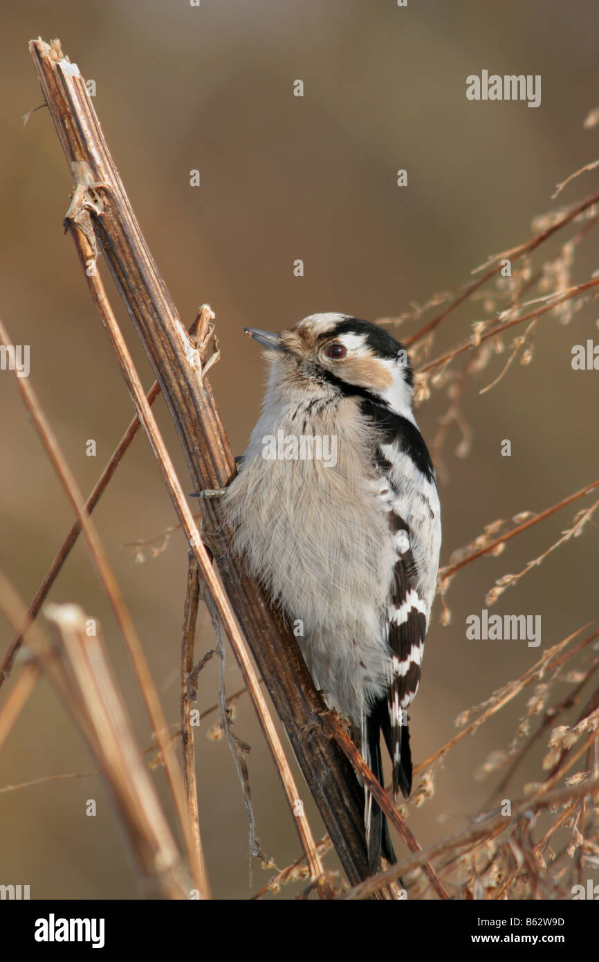 Female Lesser Spotted Woodpecker (Dendrocopos minor), adult Stock Photo